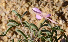 Oxalis reclinata