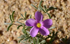 Oxalis reclinata