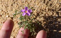 Oxalis reclinata