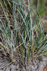 Lomandra suaveolens
