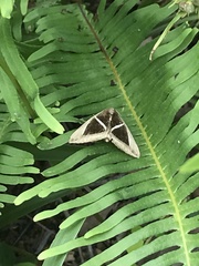Chalciope mygdon