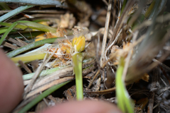 Lomandra suaveolens