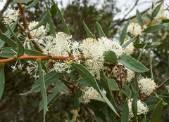 Hakea nitida