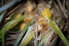 Lomandra suaveolens