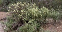Petrophile squamata