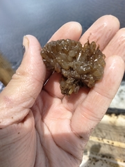 Ecteinascidia turbinata