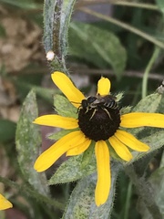 Halictus poeyi