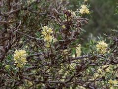 Petrophile squamata