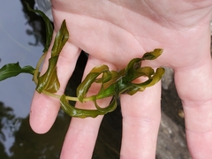 Potamogeton richardsonii