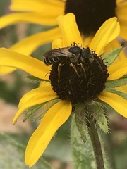 Halictus poeyi