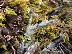 Gentiana prostrata
