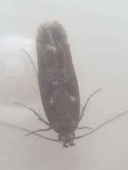 Caryocolum marmorea