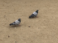 Columba livia domestica