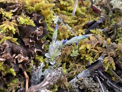 Gentiana prostrata