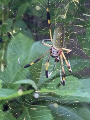 Trichonephila clavipes