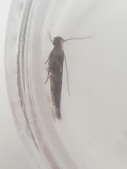 Caryocolum marmorea