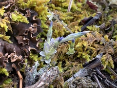 Gentiana prostrata