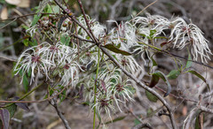 Clematis pubescens