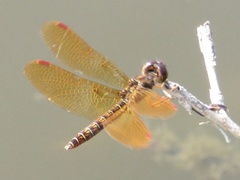 Perithemis tenera
