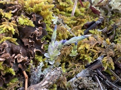 Gentiana prostrata