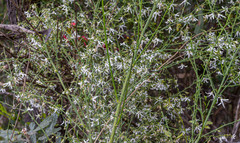 Anthocercis genistoides