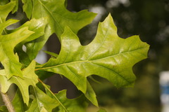 Quercus palustris