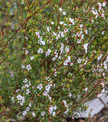 Chamelaucium ciliatum