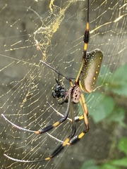 Trichonephila clavipes