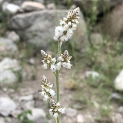 Froelichia arizonica
