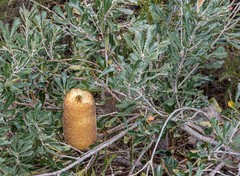 Banksia media