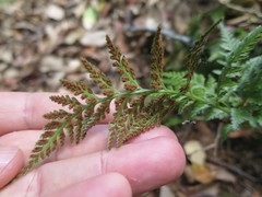 Asplenium adiantum-nigrum
