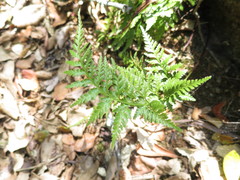 Asplenium adiantum-nigrum