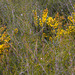 Acacia uncinella - Photo (c) vr_vr,  זכויות יוצרים חלקיות (CC BY-NC)