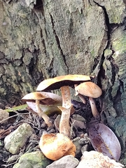 Agaricales
