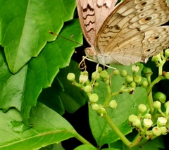 Junonia atlites