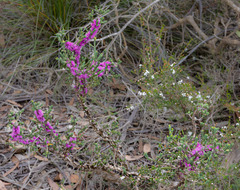Melaleuca suberosa