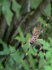 Trichonephila clavipes