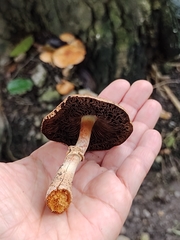 Agaricales