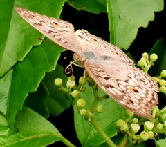 Junonia atlites