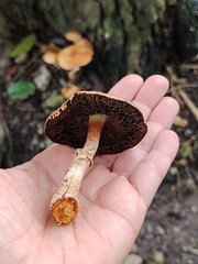Agaricales