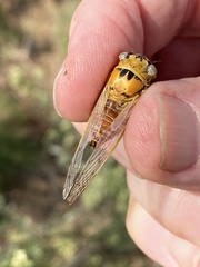 Diceroprocta aurantiaca