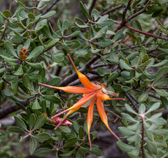 Lambertia inermis inermis