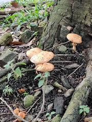 Agaricales