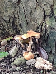 Agaricales