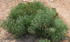 Petrophile fastigiata