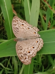 Junonia atlites