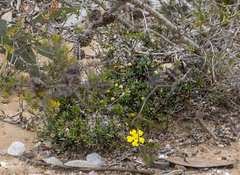 Hibbertia pungens