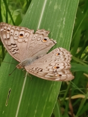 Junonia atlites