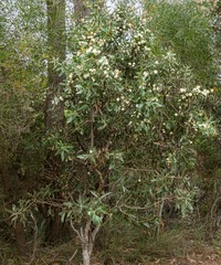 Hakea nitida