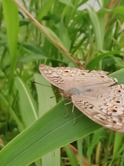 Junonia atlites